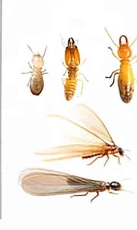 يوجد كادر  لمعالجه حشره الارضه وجميع انواع الحشرات مع ضمان العمل للحجز...