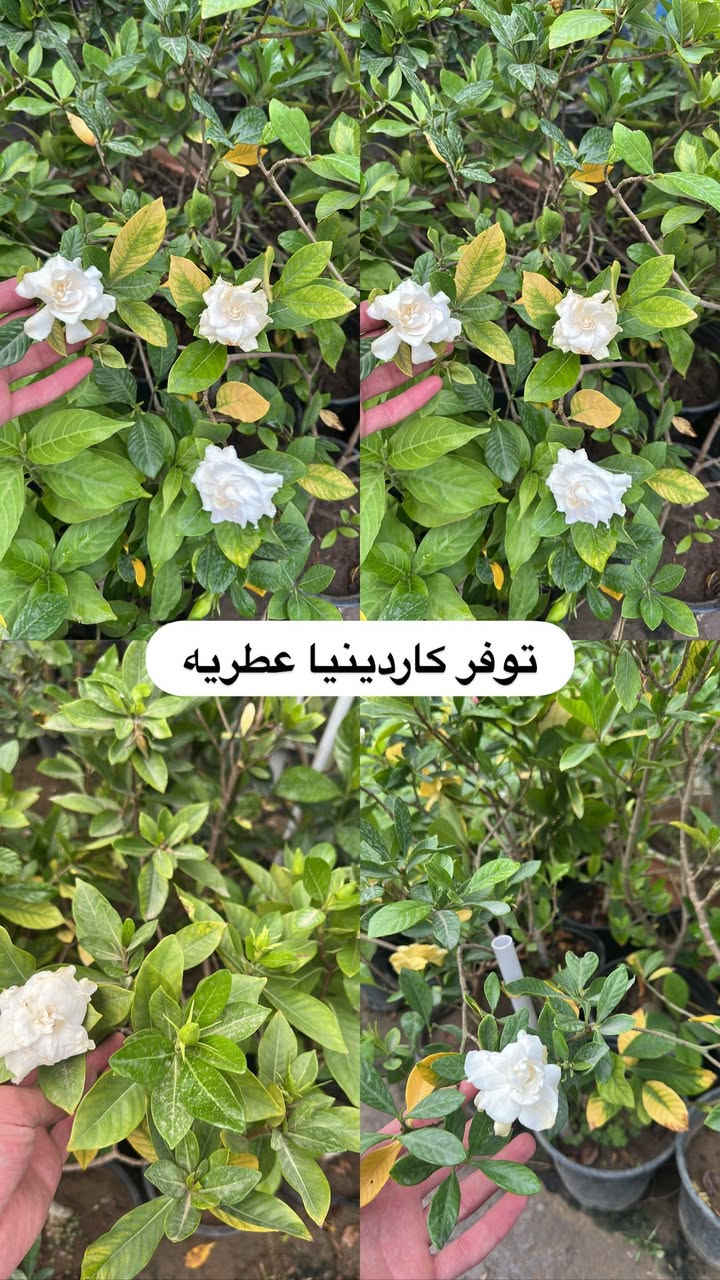 اللهم صلي وسلم على سيدنا محمد وعلى اله وصحبة وسلم تسليما.
توفر في مشتل ابو علي الفراجي أنواع الورود المختلفه 🤍

العنوان : بغداد /سلمان باك / قرب جامع سعد /شارع الحدادين 🤍

سوينا لكم بيج على برنامج الإنستقرام لكي نجاوب على اسئلتكم المتنوعه 

اسم البيج : بيج مشتل ابو علي الفراجي 

يوزر البيج: l0.33.m

رابط البيج:https://www.instagram.com/l0.33.m?igsh=bGZmMGw4bTN2ODZw

مشتل ابو علي الفراجي يرحب بالجميع 🤍


**إذا كنت صاحب هذا الإعلان وتريد حذفه لأي سبب، رجاءا أرسل رسالة إلى الدعم الفني**