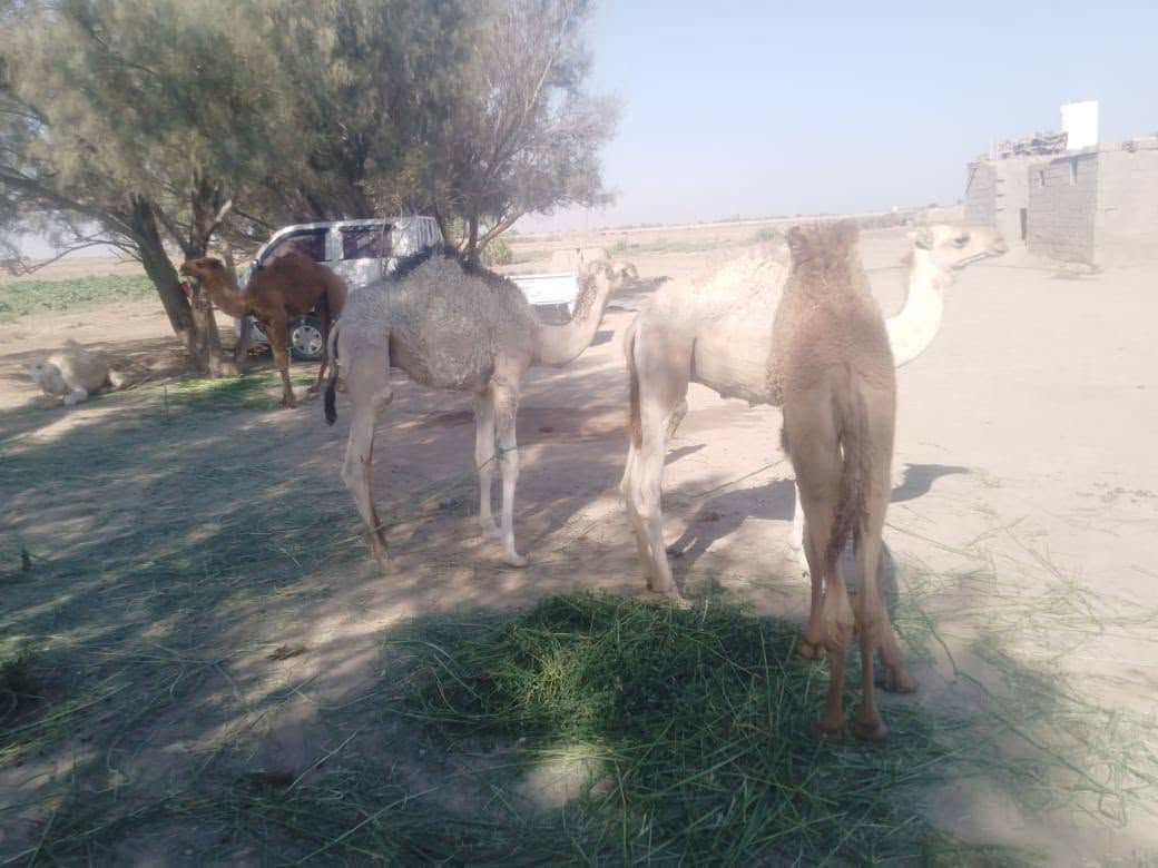 حيران للبيع عدد 6مكان الرفاعي ‏‪***********‬‏
