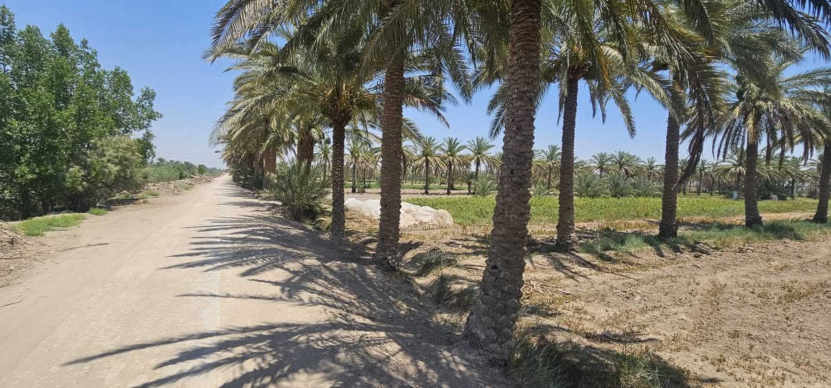 #للبيع_10دونم
🔸️ارض بمساحة 10 دوانم زراعي 
تحتوي على اكثر من 200 نخله ملون 
🤚 ملاحظة بالامكان بيع نصف الارض
ـــــــــــــــــــــــــــــــــ
🔸️ الموقع حله ابي غرق جسر سيد ادريس 
تبعد عن الشارع العام مسافة كيلو 
كامل خدمات
ـــــــــــــــــــــــــــــــــ
للاستفسار يرجى الاتصال/*********** زيد الدليمي
                                    *********** محمد الطائي 

🔸️نستقبل جميع العروض.
