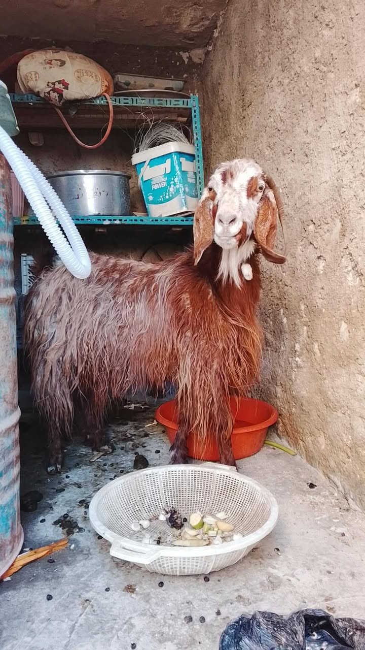 سلام عليكم 
مكلف مكلف بالنشر عنز عشرة وناصحة المكان هيت ناحية المحمدي سعر ١٦ 
بي مجال تواصل خاص


**إذا كنت صاحب هذا الإعلان وتريد حذفه لأي سبب، رجاءا أرسل رسالة إلى الدعم الفني**