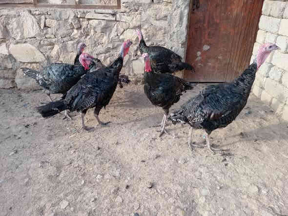 اسلام عليكم متاح للبيـــــــــــع  علو  العدد 6 خالي عن المرض  خشنات نصحات انضاف  اسمان بيهن وزن واحد7 ونص  الله شاهد مابيهم اي مرض  شراي يخابرني  العنوان الموصل الجانب ايمن 
***********
***********
