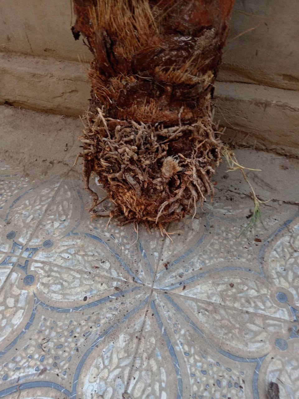 سلام عليكم نخل برحي وا مكتوم وا بريم وا مجهول للبيع العنوان بابل سده الهنديه رقم  ***********
