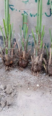 افراخ برحي حر • تختار بكيفك • مكان ابو لخصيب