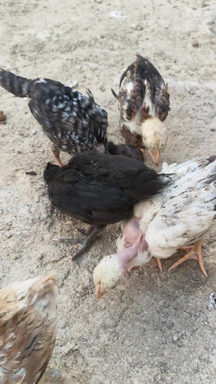 السلام عليكم متاح للبيع 5افراخ عمر 40يوم ملقحات زيتي سعرهم 15 قفل مكاني القرنة


**إذا كنت صاحب هذا الإعلان وتريد حذفه لأي سبب، رجاءا أرسل رسالة إلى الدعم الفني**