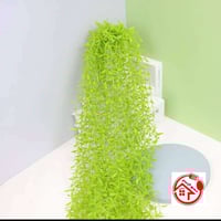 ورد جوري • اغصان متدلي • ديالى كنعان