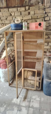 قفاصة • طيور زينة • بغداد الحرية