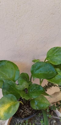 تخفيضات • نبات طبيعي • توصيل خانقين