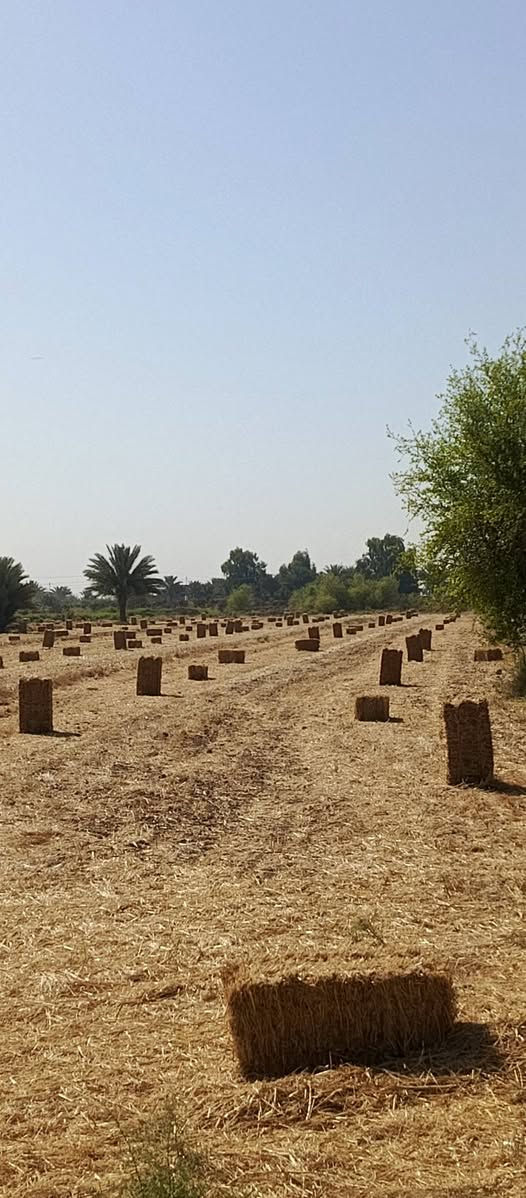 السلام عليكم يوجد تبن حنطه درجه اوله العدد 500البيع مكاني شوملي قرب جسر سريع التصال والستفسار ع الرقم ***********
