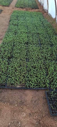 يتوفر دايات طماطه مايكوري /والمايه،/والكلوز 07810049255 التواصل   0787...