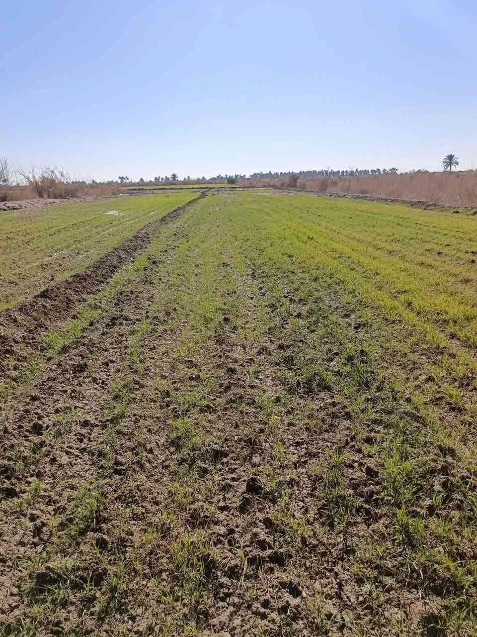 ✨ فرصة مميزة للاستثمار والسكن بموقع راقي ومخدوم بالكامل ✨
إذا تدور أرض بسعر مناسب وموقع ممتاز قريب من بغداد، هاي فرصتك 👌
🔹 المساحة: 2 دونم
🔹 السند: أصولي 25
🔹 الموقع: بغداد – التاجي – ذراع دجلة – منطقة الشيخ عامر
📍 الأرض موقعها كلش حلو ومخدومة بالكامل
✔ مي
✔ كهرباء
✔ تبليط
🏡 تصلح للسكن أو بناء مزرعة ترفيهية
مناسبة للاستثمار أو مشروع عائلي مميز 🌿
📞 لتفاصيل أكثر والاستفسار:
***********
