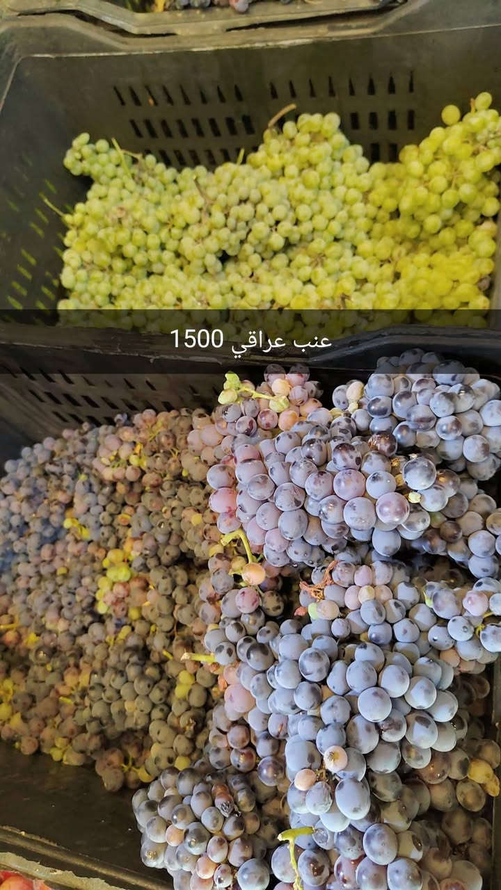 كميات خير من الله لحك الاسعار بالفديو مع علوة الفرات لاتحتار وفرنالكم فواكه ومخضر درجة اولى  وبأنسب الاسعار تاريخ 23/6/2026 جملة او كيلوات تجهيز مطاعم ايضا باسعار الجملة 
علوة الفرات مدخل الفرات حسينية المصطفى 
حياكم الله تشرفونا 
للاستفسار ***********
الدوام من 6 صباحا الى 10 ليلا

اسعار اليوم قسم  الخضار ؟

خيار  مائي 500 دينار
خيار طعروزي.     3 كيلوات 2000 دينار
بيتنجان اسود عراقي     500 دينار 
بصل 3 كيلوات      2000 دينار
بتيتة 3 كيلوات.     2000 دينار
طماطة 5 كيلوات.   2000 دينار 
لهانة   750 
قرنابيط      1000 دينار 
فلفل حار 1000 دينار 
شجر ناعم 1000 دينار 
بانية بترة 2500 
لوبية 2000 
فاصولية خضرة 2500
فطر 1500
ثوم 3000 دينار 
جزر 1000 دينار

اسعار قسم الفواكه 
تفاح 1000
عرموط 1000
الو احمر عراقي 2000 دينار 
برتقال مصري 1500
خوخ 1500
عنب 1500
موز 1500 
مشمش 2500
كرز 3500
فرولة 2000 دينار 

ليمون 2500 
بطيخ درجى اولى عراقي دبل 750 حكه 2500 
ركي 600 عل سجين وعل ذوق

قسم المخللات 
خل درجى اولى 1000 دينار
بطل ليمون 1500
طرشي بيتي نص كيلو 2000 دينار
طرشي بيتي خيار ربع كيلو 1000 دينار
طرشي معمل علب اصفر او اسود او وشونذر 1500

اخوان مخضر وفواكه جاي نوفرها درجى اولى شوفت عينك
اول بأول
