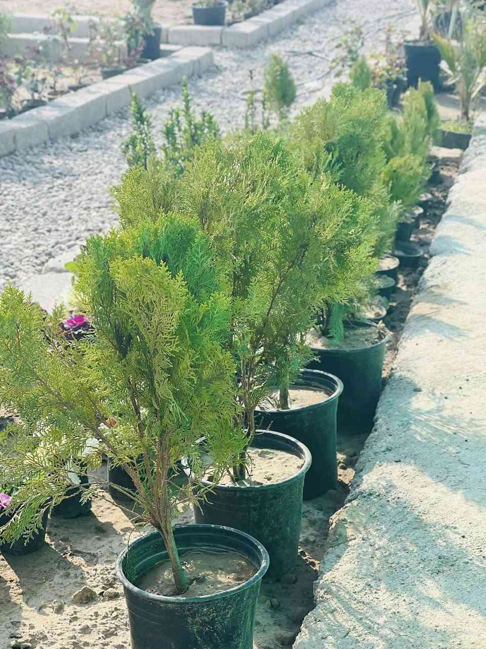 السلام عليكم وصول وجبة أشجار مختلفة باحجام عاليه وسعر مناسب. ويتوفر. لدينا ثيل هندي وبسعر مناسب. مستعدون تجهيز الحدائق العامه والمنزلية من متر إلى ألف متر

#العنوان#جنوب الموصل قرب مول الشاهين
#مشتل_الخضر #مجاور #خدمات #الخضر


**إذا كنت صاحب هذا الإعلان وتريد حذفه لأي سبب، رجاءا أرسل رسالة إلى الدعم الفني**