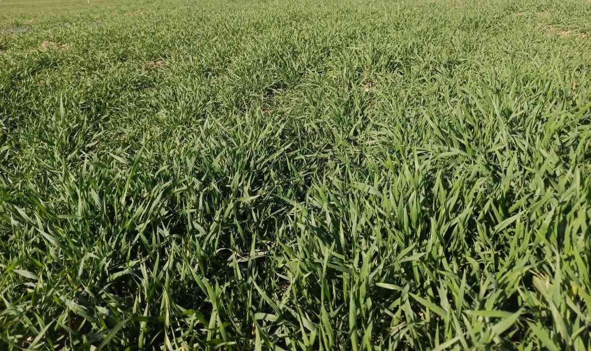 حنطة باجران من شركة kws الألمانية  بنت المغلف نقاوة 100٪ حنطة ممتازة جداً بأشراف المهندس ابراهيم حسن الياسين والحقل موضح اامامك عزيزي الفلاح السعر 900
#للبيع
حنطة صنف  باجران من شركة kws الألمانية  بنت المغلف نقاوة 100٪ حنطة ممتازة جداً بأشراف المهندس ابراهيم حسن الياسين والحقل موضح اامامك عزيزي الفلاح السعر 900
حصاد اليوم تاريخ الزراعه 11/18 انتاج خير من الله انصح الفلاح الاتجاه صوب صنف الباجران غلة قليلة انتاج وفير
رجاءً (قل خيراً او اصمت)
للأستفسار الاتصال بالرقم
***********
او***********
