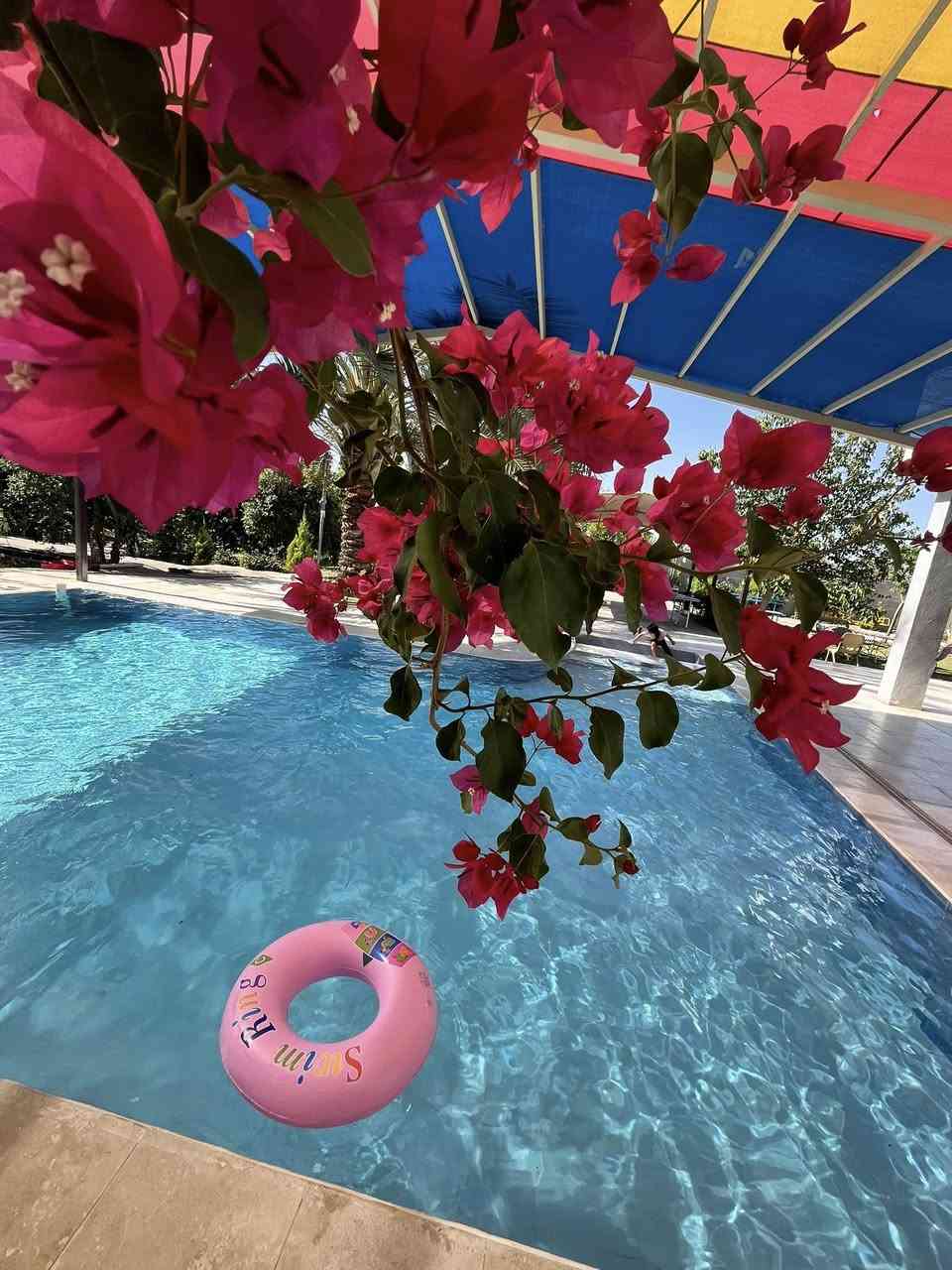 مزرعة الرضا 🍇🍇🍇🍏🍏🍏بلد
للأمانه بستان تجنن وأجواءها ريفيه وفواكه المزرعه كلها متاحه للزبون للأكل مساحتها دونمين يعني خمسه الاف متر ومتوفر كل الخدمات بيها اهلا وسهلا بضيوفنا الاعزاء
للحجز ***********
