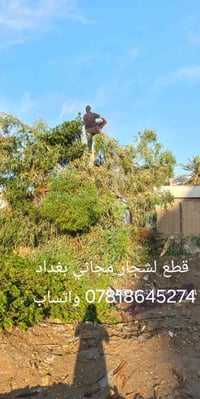 قطع لشجار مجاني بغداد واتساب 07818645274