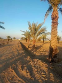 اللبيع 2 دونم بستان   بابو غريب سميلات   قرب من مزرعه التالق   بنص مجم...