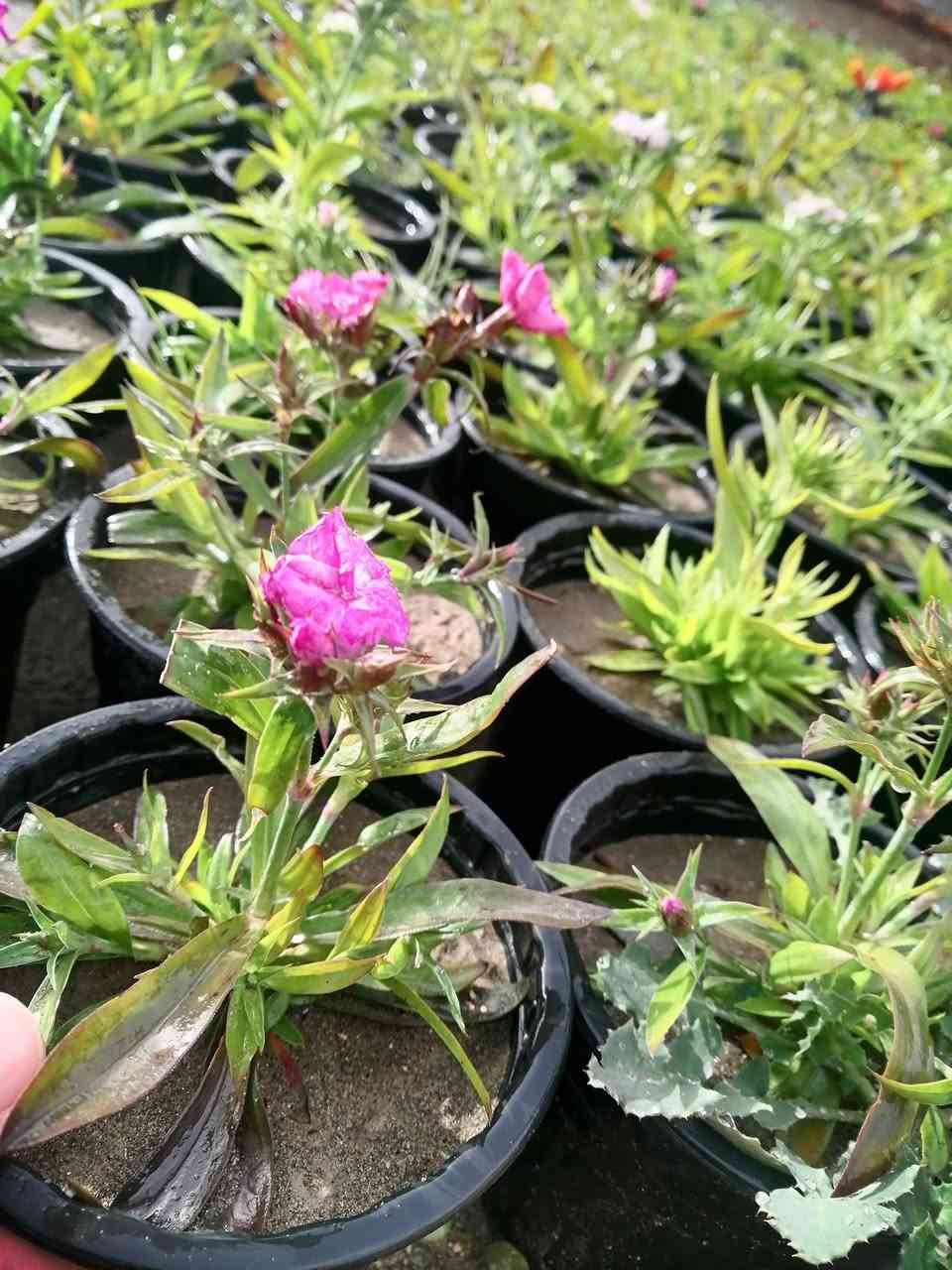 ((مشتل حديثة المركزي))
الموقع #
قرب دائرة البريد بسوق حديثة
دائما مستمرين وياكم

موسميات 🌷💐ب((٣٥٠ دينار )) فقط 
عرووووضنا  وبأسعار بلاششششششش🙂✌️
فقط وبس يمنا)) 😉🌺✌️

لاستفسار زورو صفحتنا أو الاتصال على الرقم
***********
اهلاوسهلا بالجميع ❤️
