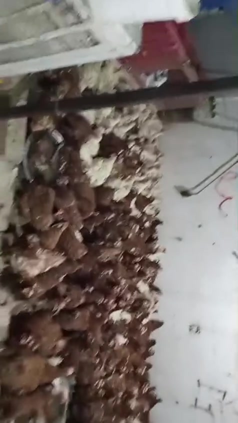 سلام عليكم يوجد دجاج احمر بياض الزوج 8بي مجال  
 الوزن كيلوين وجوه العنوان كركوك حي النصر


**إذا كنت صاحب هذا الإعلان وتريد حذفه لأي سبب، رجاءا أرسل رسالة إلى الدعم الفني**