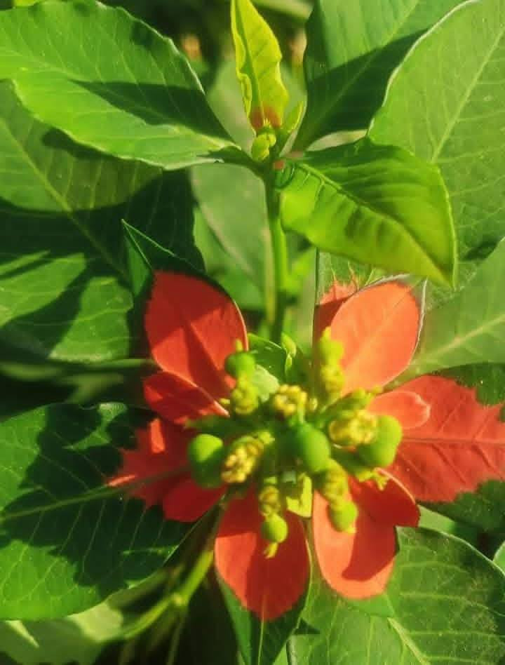 السلام عليكم 
تتوفر بذور نبات بنت القنصل العراقي 
نبات حولي صيفي ينتج ازهار جميلة و تتلون أوراقه باللون البرتقالي 
سعر المغلف الفين دينار 
بابل إسكندرية 
يتوفر توصيل لكل المحافظات ان شاء الله


**إذا كنت صاحب هذا الإعلان وتريد حذفه لأي سبب، رجاءا أرسل رسالة إلى الدعم الفني**