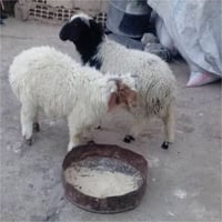 خرفان • للبيع • ٢ راس