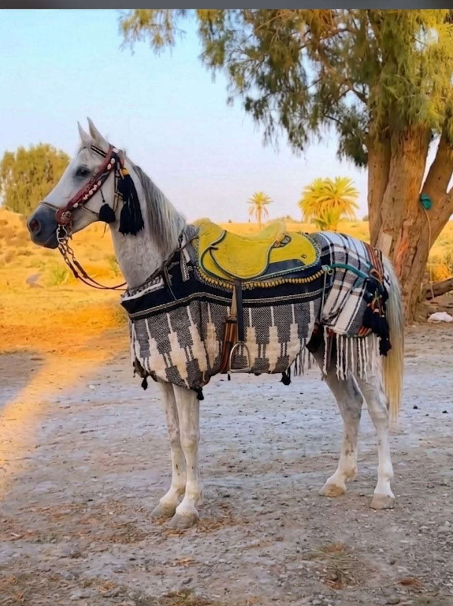 .. السلام عليكم  حصان وذنان رقم واحد  عمره3ارتفاع152  حصان راقي بلخياله والاستعراض مكفول من كل عيب سعره 750   استفسار  
 ‏‪***********
***********
واتساب موجود
