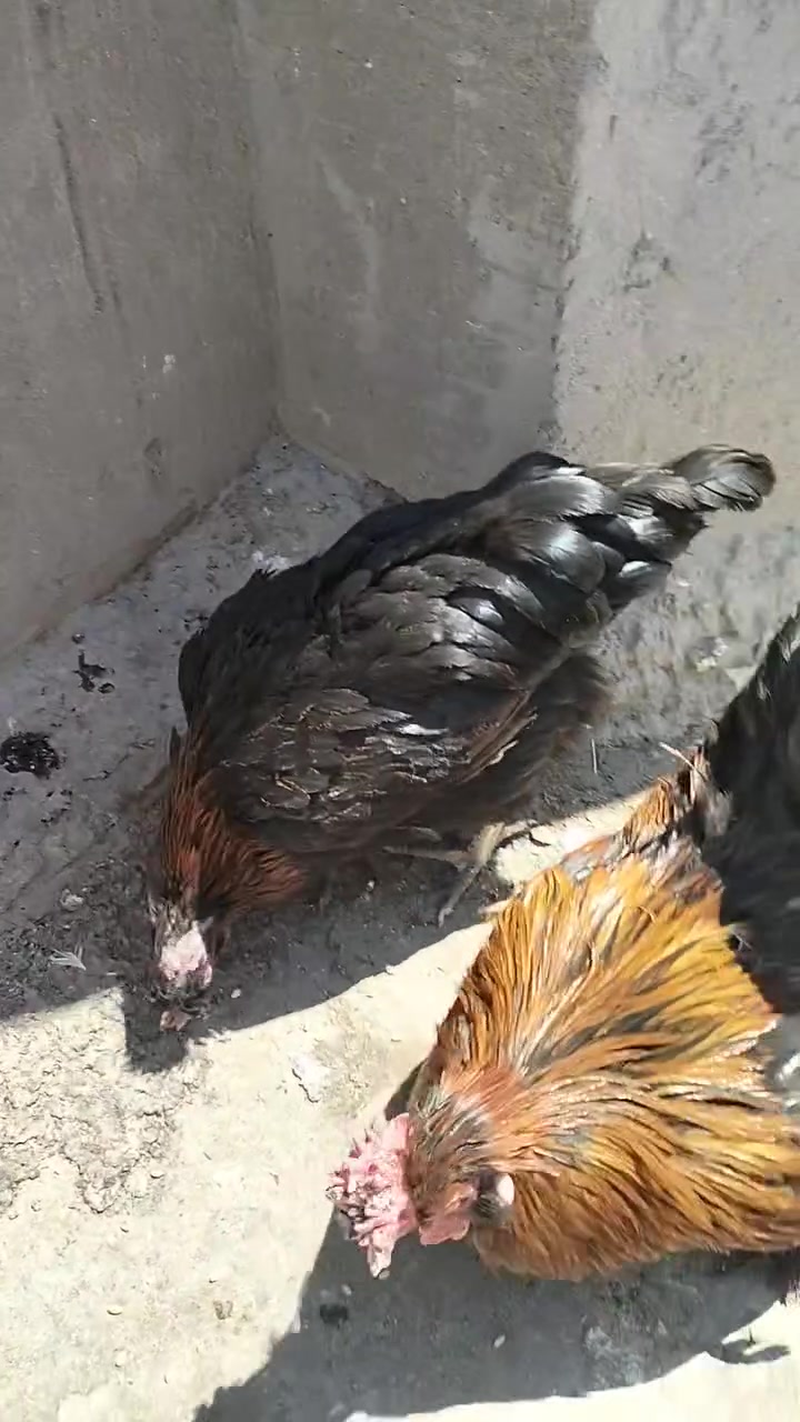 السلام عليكم دجاج عرب وديج كوجن  للبيع السعر الزوج  35الف مال بيت الدجاجات كلهن بياضات


**إذا كنت صاحب هذا الإعلان وتريد حذفه لأي سبب، رجاءا أرسل رسالة إلى الدعم الفني**