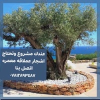 متوفر الان الأشجار العملاقه  ٠٧٨١٢٨٩٣٤٨٧