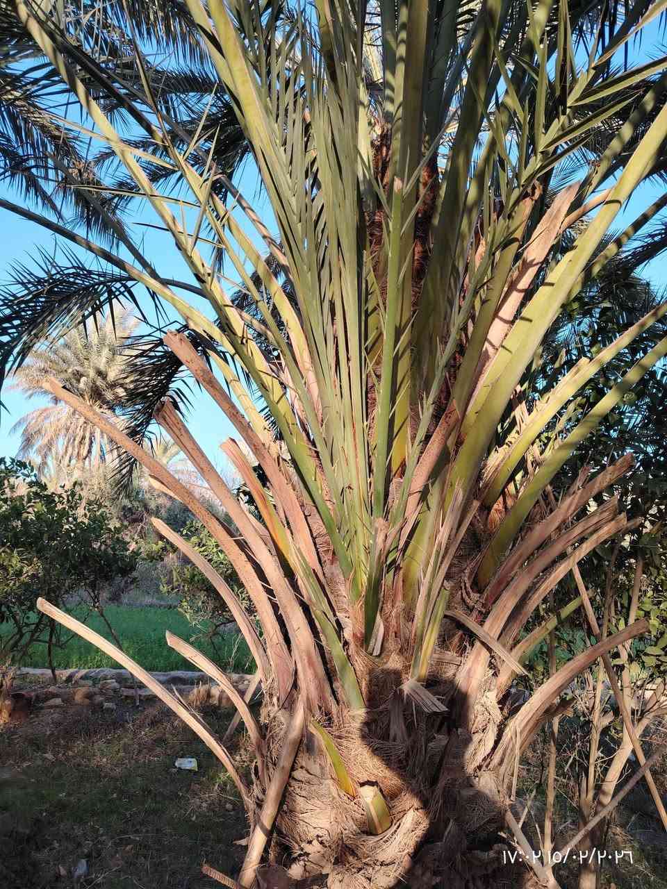 تالات برحيه للبيع 
المكااان /الدولاب 
للاستفساار  تواصل مع رقم صاحبهن
***********
