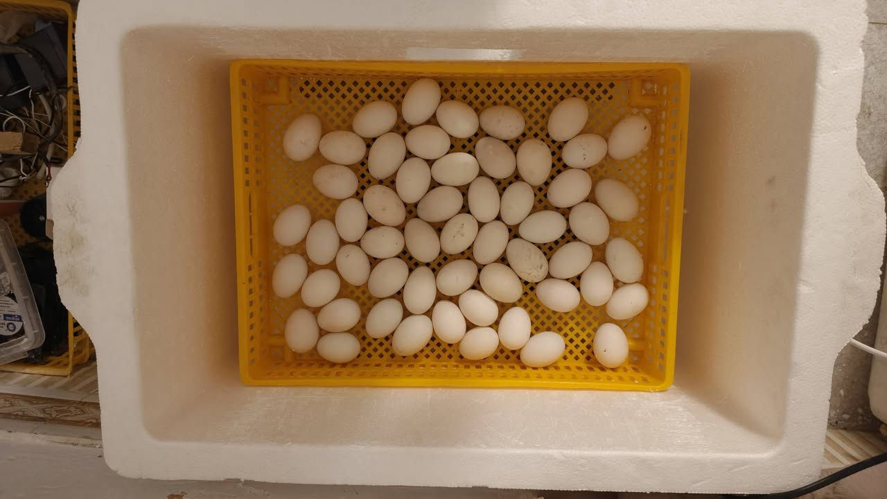 لآهلنا في الإصلاح.. النجاح بالإنتاج صار أسهل! 🐣
​السلام عليكم جميعاً..
أخوكم مؤمل، مربي ومنتج طيور. من خلال خبرتي وصناعتي للمفاقس، صممت لكم فقاسة هدفها الأول هو (البساطة والنتيجة المضمونة).
​ليش هاي الفقاسة تختلف؟
​سعة مثالية: تشيل 60 بيضة، وبنظام تقليب يدوي بسيط يضمن لك مراقبة البيض بنفسك.
​بساطة وسهولة: ما تحتاج أي تعقيد، مصممة لأي شخص يريد يطلع إنتاج بدون دوخة الشاشات المعقدة.
​دقة الحرارة: ركزنا على ضبط الحرارة اللي تناسب جونا العراقي لضمان أعلى نسبة تفقيس.
​شغل إيد: الفقاسة مصنوعة بمتانة وعناية، ومجربة شخصياً 
​⚠️ أهم ميزاتنا:
​نظام الحجز: لضمان الجودة، الفقاسة يتم تصنيعها وتجهيزها خصيصاً لك بعد الحجز مباشرة.
​وياك للآخر: ما نبيعك الجهاز ونعوفك، نبقى وياك على تواصل مباشر خطوة بخطوة من أول يوم لحد يوم التفقيس.
​💰 السعر النهائي: 100,000 دينار فقط
​للي يحب يطور مشروعه المنزلي أو يبدأ بإنتاج طيوره ودجاجه بطريقة سهلة ومضمونة، يتفضل يراسلني أو يتصل بي.
​📞 للتواصل والحجز: ***********
📍 الموقع: قضاء الإصلاح - المركز - الشارع ال اعمر
