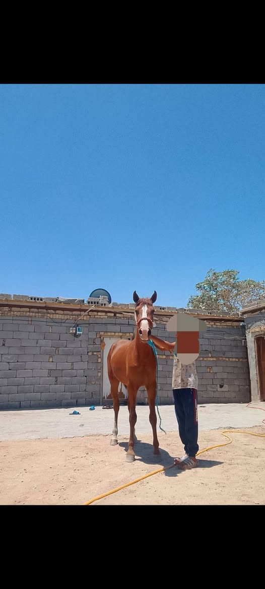 يالله سلام عليكم خيالتنا فلو عربي  امه ابوه موجودات فلو شرط جمال محجل توالي وساله عمره ٦اشهر سعره ٦٥٠ الشراي بيه خير ويدلل 
***********بيه واتساب
