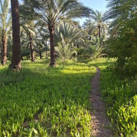 ارض للبيع ✨ المساحة: 2 دونم   الطابو: زراعي، سند 25  الخدمات: كافة الخ...