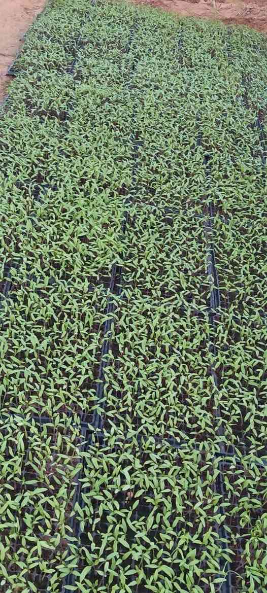 سلام عليكم  يتوفر دايات طماطه
مايكوري /والمايه،/والكلوز
*********** التواصل  
***********
