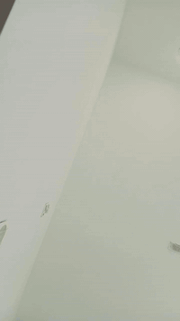 صباغ وطلاس وترميم بيوت بسعار مناسبه بصره ***********
