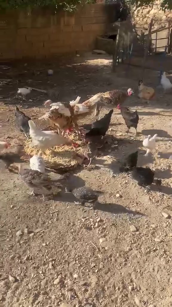 السلام عليكم اخوان للبيع دجاج عرب وفسيفس ثنين وفحلهن وياهن شرط نصاح ملقحات وكاملات للأستفسار الاتصال على الرقم ‏‪***********‬‏
