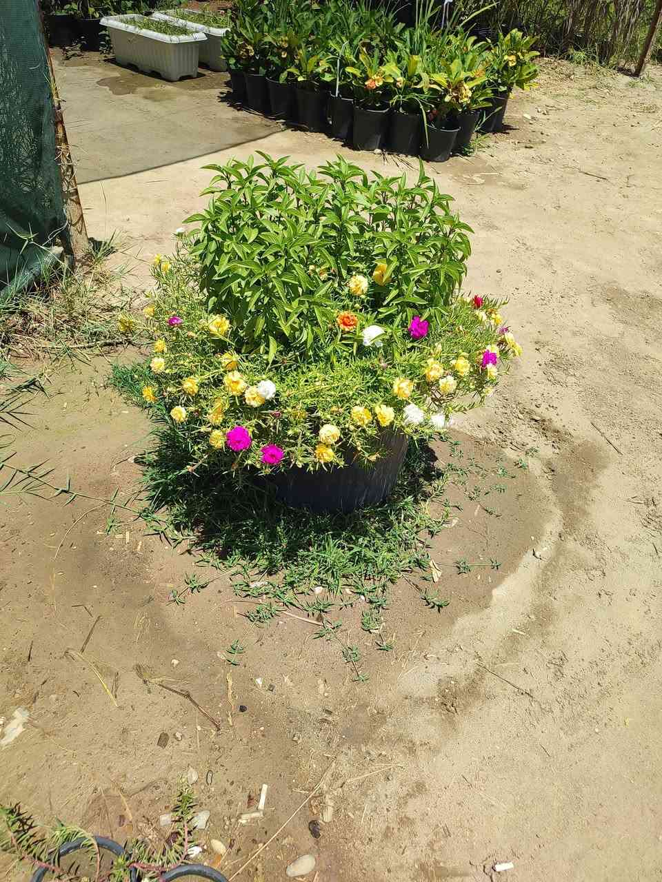 بربين ب500وردالصباح ب500


**إذا كنت صاحب هذا الإعلان وتريد حذفه لأي سبب، رجاءا أرسل رسالة إلى الدعم الفني**