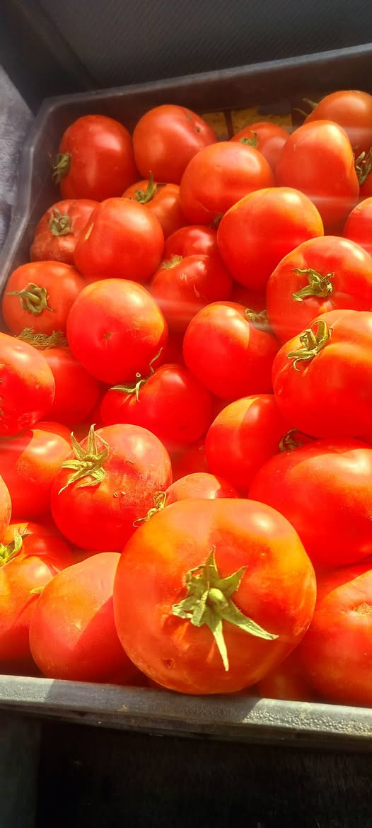 سلام عليكم ✋ بمناسبة شهر رمضان المبارك 
أرخص الأسعار وأفضل أنواع الفواكه والخضراوات ولحموضيات درجة الاولئ 
🔴 يوجد كافه أنواع الخضروات والفواكه 

 🔴 ويوجد حلويات  وعصائر و تمر

🔴 یوجد توصيل داخل داقوق مجاني


**إذا كنت صاحب هذا الإعلان وتريد حذفه لأي سبب، رجاءا أرسل رسالة إلى الدعم الفني**