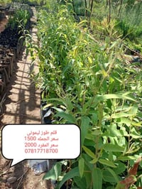 مشتل • نباتات خارجية • الدجيل الجمعيه