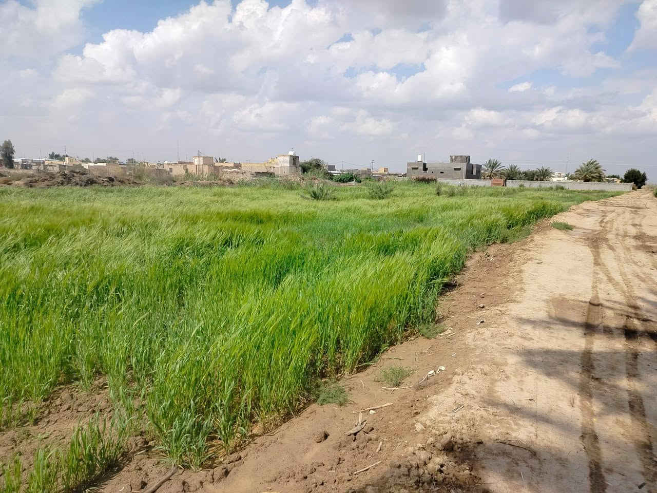 للراغبين بالاستثمار الزراعي المميز أو بناء استراحة ريفية على ضفاف الماء، نعرض لكم أرضاً بمواصفات استثنائية:
📍 الموقع: محافظة ذي قار - قضاء الغراف - قرية آل كيطان.
🌊تقع مباشرة على شط الغراف (تبعد عن الشارع العام 40 متر فقط).
📏 المساحة: 4200متر مربع.
✨ تفاصيل الأرض والخدمات:
ثروة زراعية: تضم 25 فسيلة نخل من أفخر الأنواع (برحي، شويثي أصفر وأحمر، كنطار، وأصبع العروس).
منظومة ري كاملة: غطاس ماء (انجين) مع هوز بطول 100 متر ممتد على طول الأرض.
وفرة المياه: سقي مباشر ومضمون من الشط.
سهولة الوصول: موقع قريب جداً من الخدمات والشارع العام.
💰 السعر المطلوب: 110 مليون (وقابل للتفاوض مع المشتري الجاد).
📱 للتواصل والاستفسار:
***********

