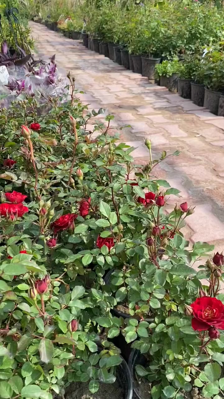 صبحكم الله بالخير والعافية


**إذا كنت صاحب هذا الإعلان وتريد حذفه لأي سبب، رجاءا أرسل رسالة إلى الدعم الفني**