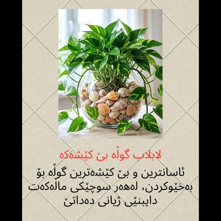ئەم گوڵانە لەئێستادا لەئینجانەگوڵ بەردەستن...


**إذا كنت صاحب هذا الإعلان وتريد حذفه لأي سبب، رجاءا أرسل رسالة إلى الدعم الفني**