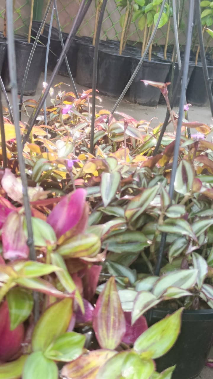 صباح الخير
مجموع من نباتات تعليك    الحجز محسن كاظم  
1+مكحله 
2+تراجي العروس      السعر 5,000 دينار
سريع تكاثر 
 (✪‿✪) (✪‿✪) (✪‿✪) (✪‿✪) 
العنوان مشتل كوت فلكت الحاوي قرب مجمع دمشق الطبي مقابل مدرسه التعليم الاساسي مشتل سماء الكوت


**إذا كنت صاحب هذا الإعلان وتريد حذفه لأي سبب، رجاءا أرسل رسالة إلى الدعم الفني**