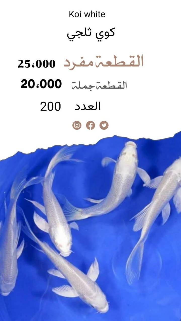 يالله تم وصول شحنة اسماك زينة وفايتر ونبات في معرض صلاح اوسكار العنوان بغداد سوك الغزل خلف مقهى برشلونة


**إذا كنت صاحب هذا الإعلان وتريد حذفه لأي سبب، رجاءا أرسل رسالة إلى الدعم الفني**
