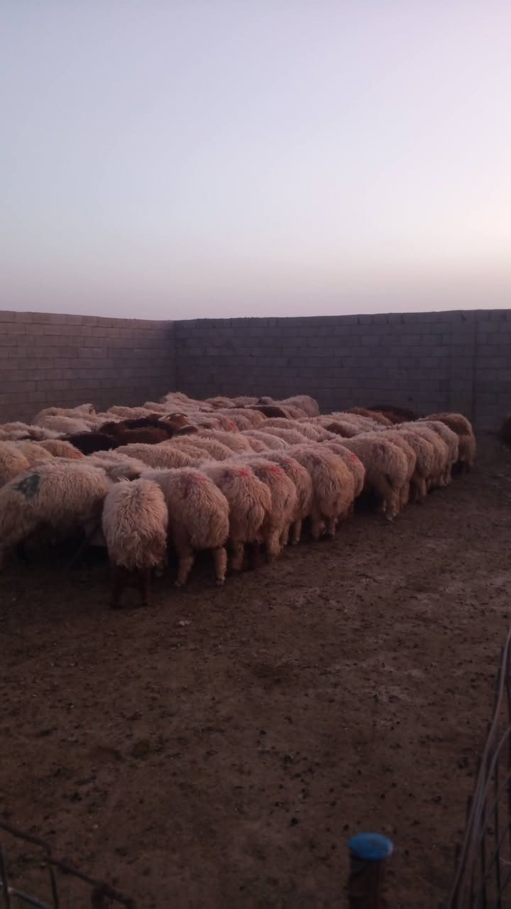 بمناسبه حلول عيد الأضحى المبارك يوجد لدينا أضاحي الديره الاتصال ***********
