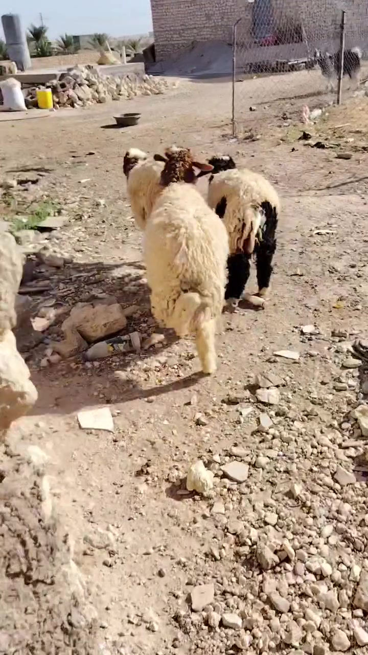 سلام عليكم خوان 3دجات حلوات وشرط النصاح وسعرهن مناسب تصل وتدلل *********** مكاني حديثة الخفاجيه يوجد توصيل حسب لتفاق
