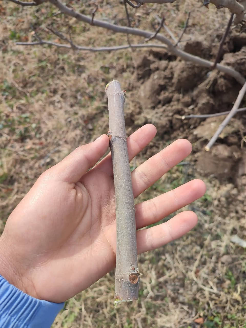 على بركة الله 🌱
يتوفر لدينا أقلام زراعية بأفضل الأنواع:
تين أسود
تين بني
مُسلِّم
رمان
عنب حلواني
دفلة
تِكي
📦 السعر:
1000 قلم = ٨٥,٠٠٠ ألف دينار عراقي 
🚚 التوصيل:
مجاني إلى جميع محافظات العراق
مراسلتنا عبر صفحتنا
✔️ جودة عالية
✔️ كميات متوفرة


**إذا كنت صاحب هذا الإعلان وتريد حذفه لأي سبب، رجاءا أرسل رسالة إلى الدعم الفني**