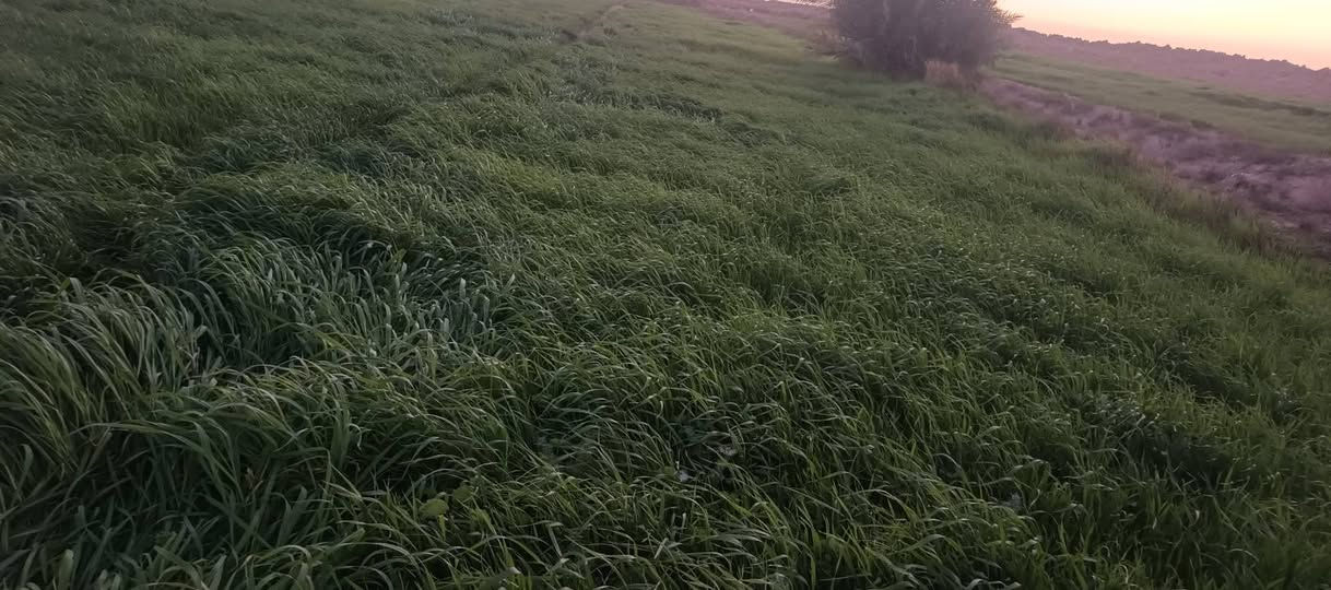 سلام عليكم  لواح زرع للبيع لمايشتري لا يعامل رقم ابو لكاع ‏‪+9647817907576‬‏


**إذا كنت صاحب هذا الإعلان وتريد حذفه لأي سبب، رجاءا أرسل رسالة إلى الدعم الفني**