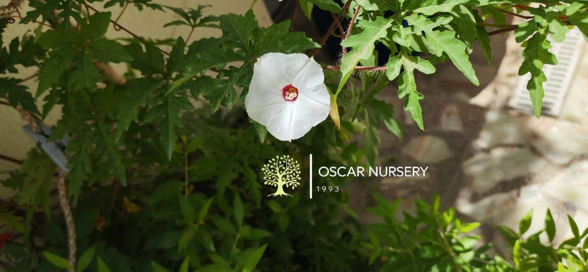 🌿🤍 متوفر متسلق التليفون الأبيض 🤍🌿
او معروف ب ست الحسن الأبيض 
متسلق جميل وسريع النمو، يتميز بأزهاره البيضاء ذات المركز الوردي وأوراقه المميزة، مناسب لتغطية الأسوار والعرائش وإضافة منظر طبيعي أنيق للحديقة.
✅ سريع التسلق والنمو
✅ مناسب للشمس المباشرة
✅ سهل العناية والإكثار
💰 السعر: 2,000
#متسلق_التليفون #متسلقات #نباتات_زينة #حدائق #شتلات #بيع_نباتات 🌿🤍
📍 زورونا في:
مشتل الأوسكار 🌿
حي الحنانة – شارع نجف / كوفة
(مقابل غرفة تجارة النجف وفريندز كافيه ومطعم شريف – مجاور متنزه الحنانة العائلي)

🪴 نوفر تشكيلة واسعة من:
النباتات الظلية، الخارجية، المستلزمات الزراعية   ✨

🕗 أوقات الدوام:
يومياً من 8:30 صباحاً ولغاية 8:00 مساءً

📞 للطلب والاستفسار:
***********
***********

📱 اتصال | واتساب | مراسلة عبر الفيسبوك

💳 متوفر دفع:
زين كاش & ماستر كارد

🚗 خدمة توصيل داخل النجف
🛵 ومتوفر بعض المنتجات الزراعية عبر تطبيق توترز

🌹 أهلاً وسهلاً بكم دائماً في مشتل الأوسكار
مكانكم لكل ما يخص الجمال الطبيعي والديكور الأخضر 🌿
