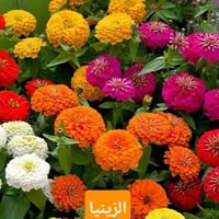 🌱💚 كل بذرة نحطها بالتربة… نحط وياها أمل جديد يكبر ويزهر.  الزراعة مو م...