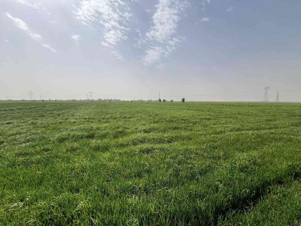 السلام عليكم ارض زراعيه
واسط / منطقه البسروكيه 20دونم عقد 35 الماطور بحلك الكاع متوفر ماء يمها شتاء وصيف مضخه كهربائيه  مثل ماموضح بلصور الاستفسار ع رقم ***********

/***********
